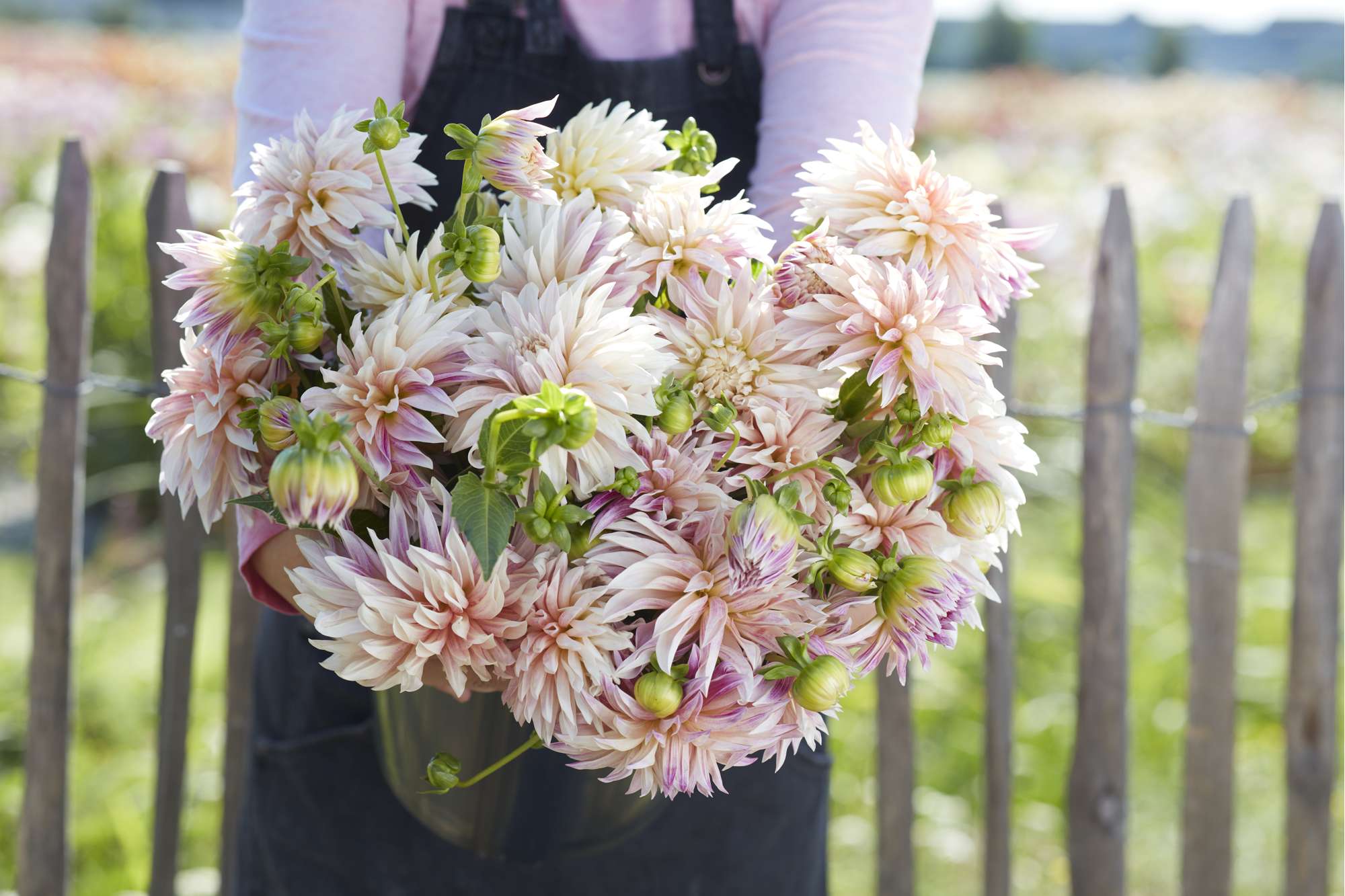 Dahlia 'Café de paris'